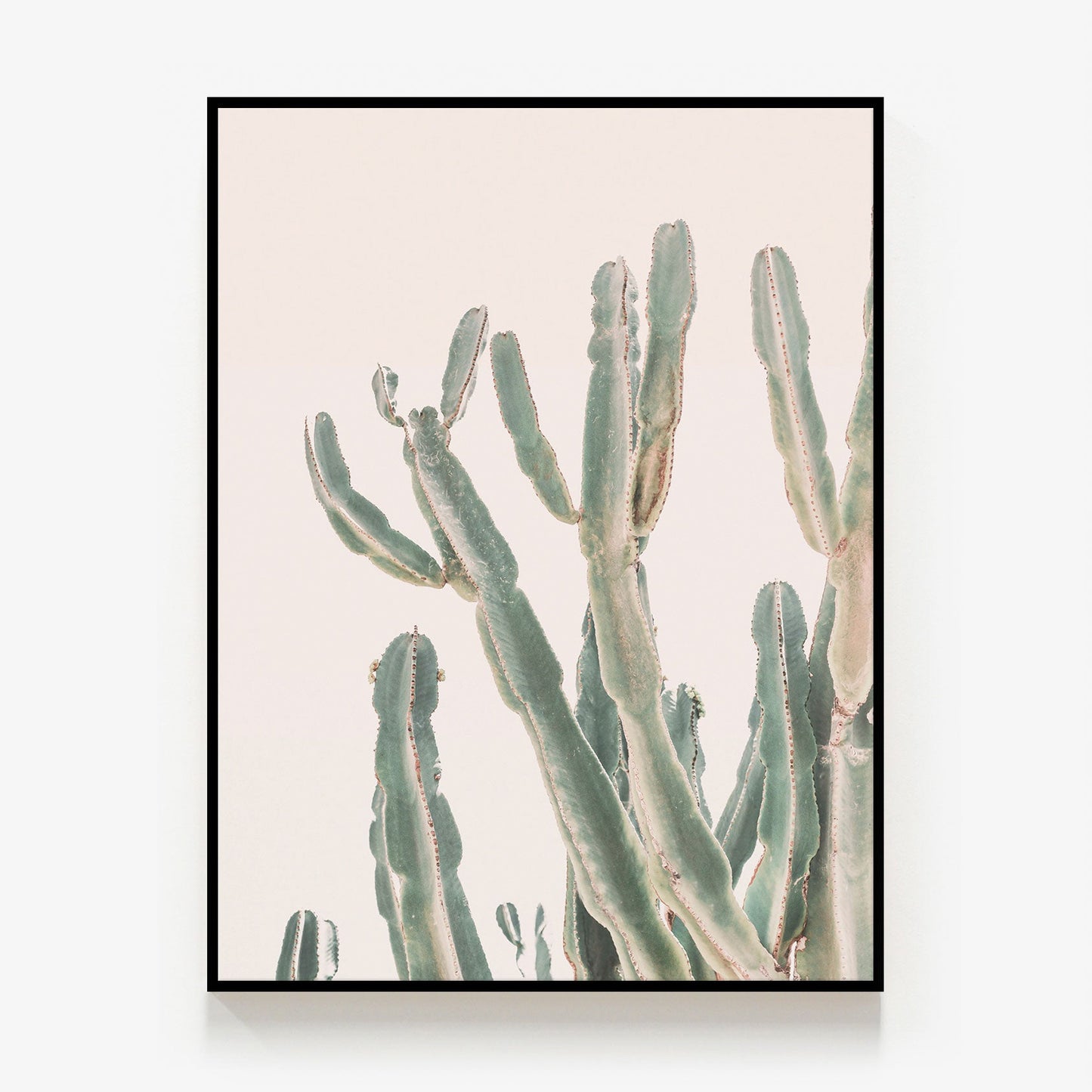 Sunrise Cactus Canvas
