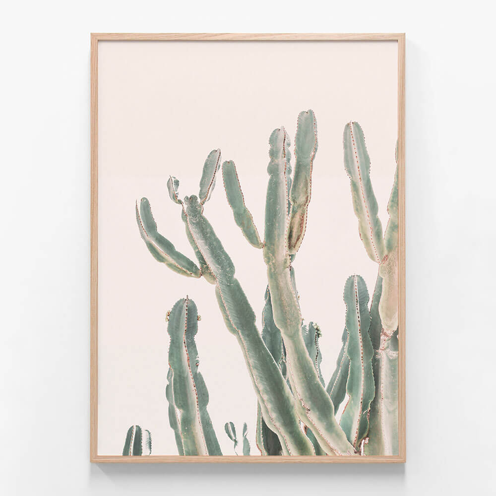 Sunrise Cactus