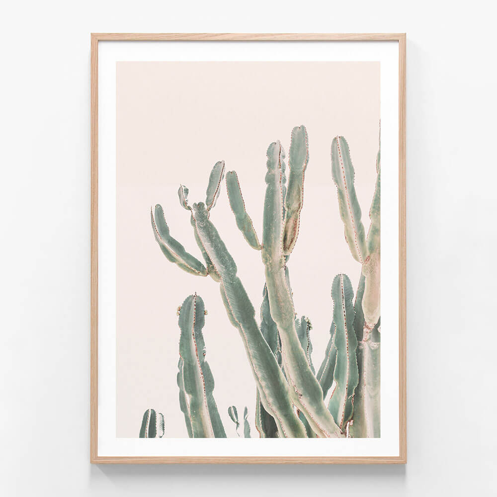 Sunrise Cactus