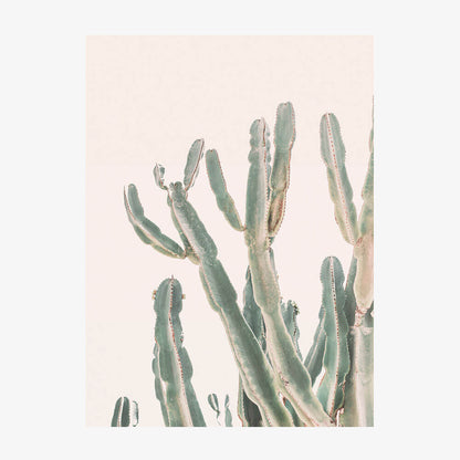 Sunrise Cactus