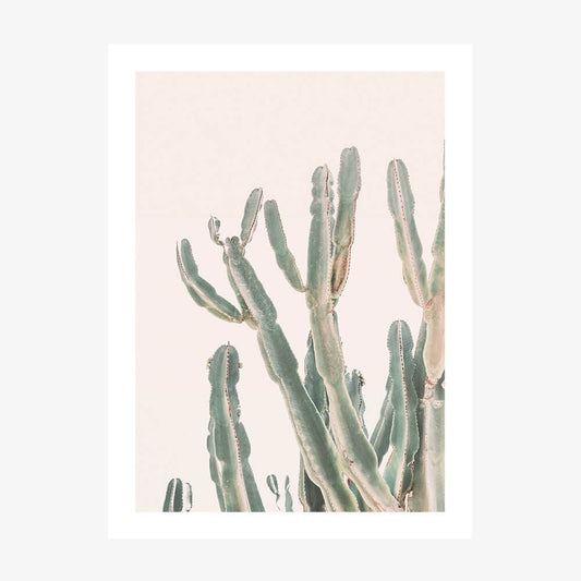 Sunrise Cactus