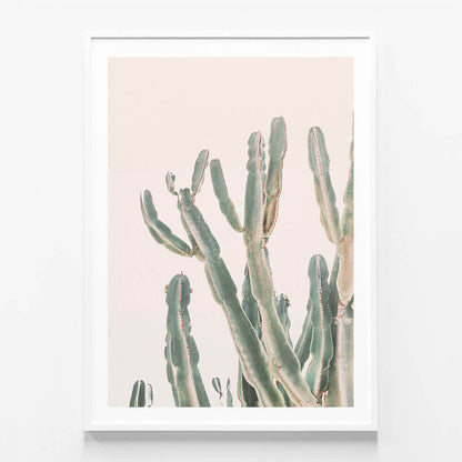 Sunrise Cactus