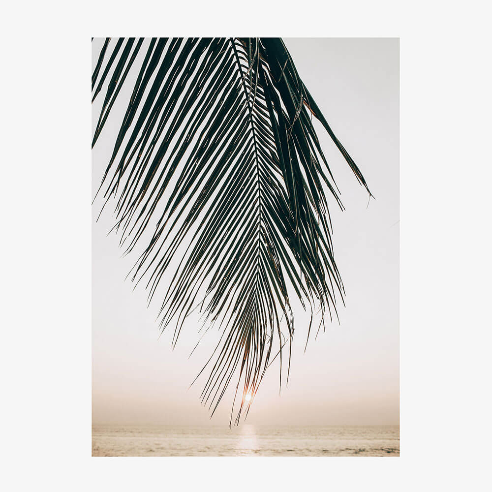 Sunset Palm