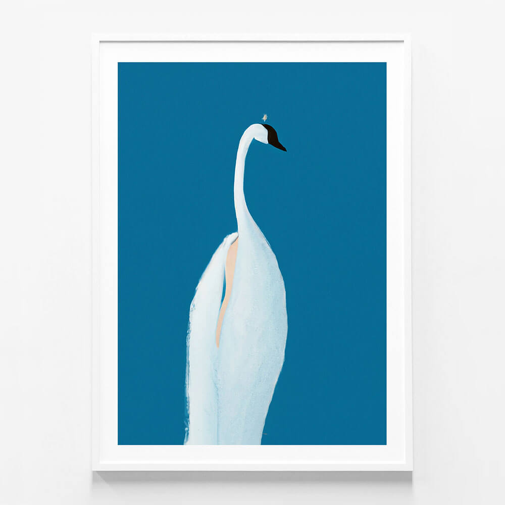 Swan Maybe