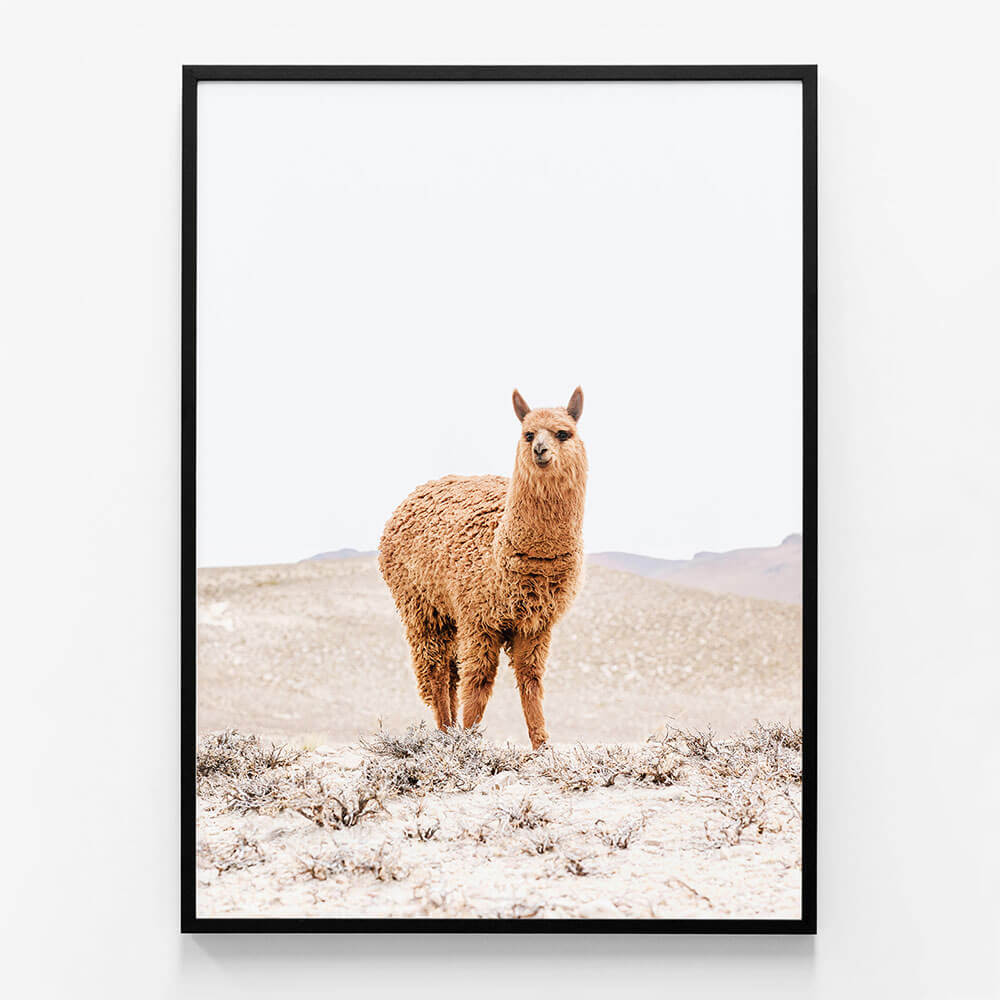 Tan Llama