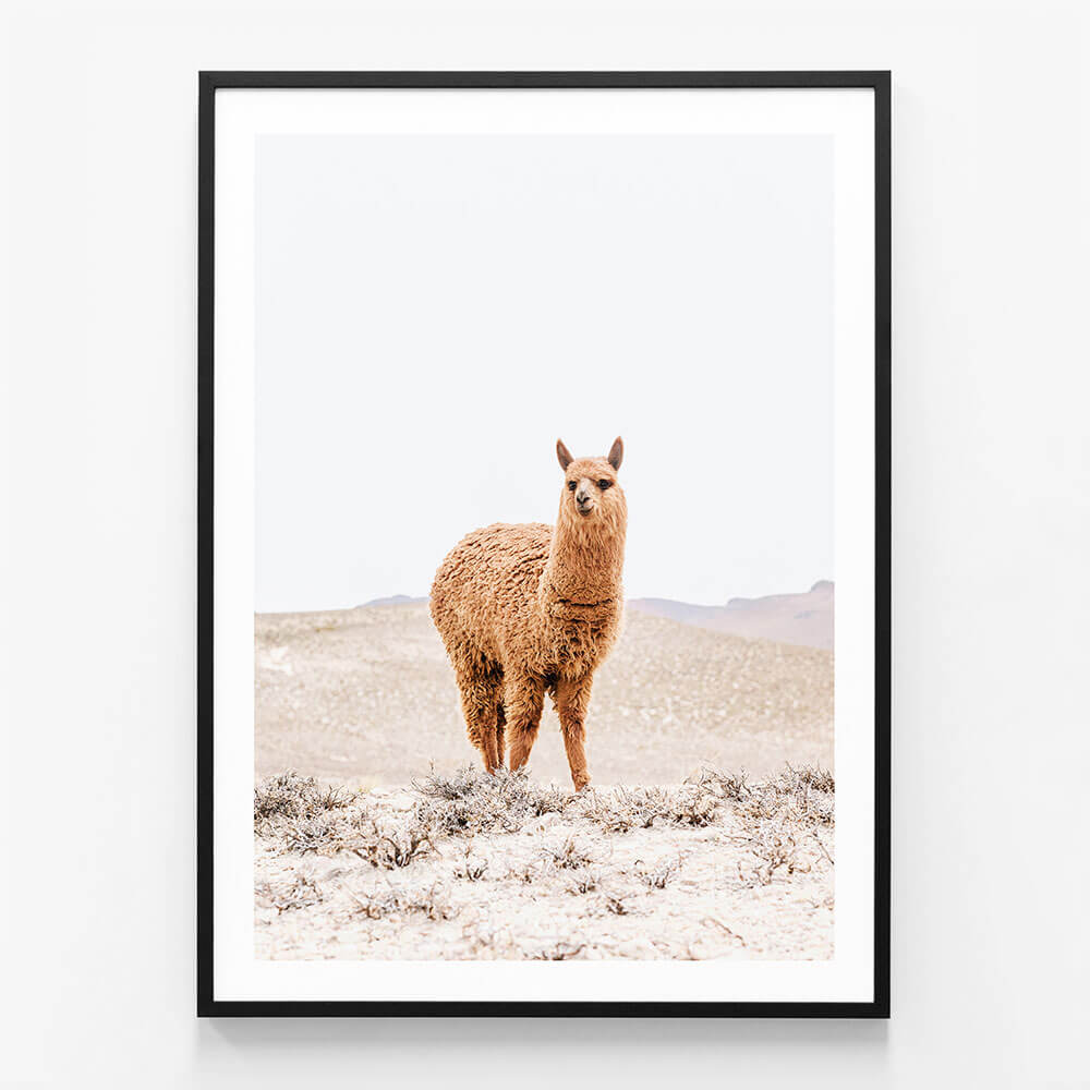 Tan Llama