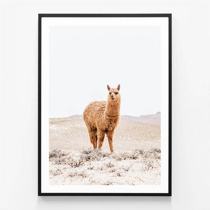 Tan Llama