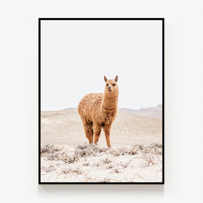 Tan Llama Canvas