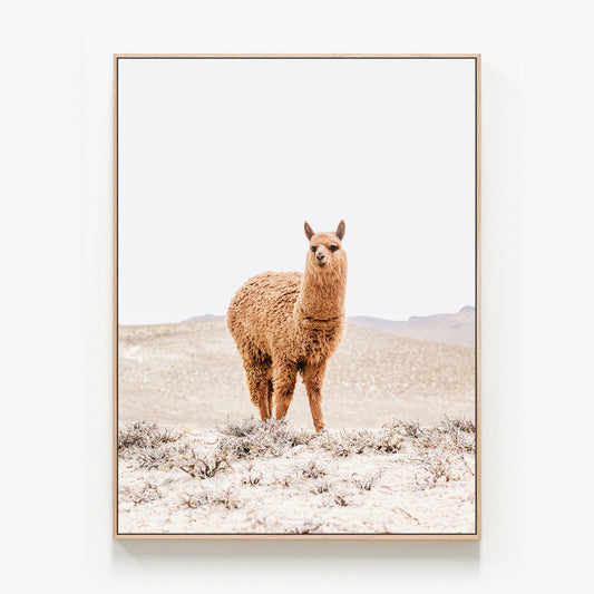 Tan Llama Canvas wall art with oak float frame
