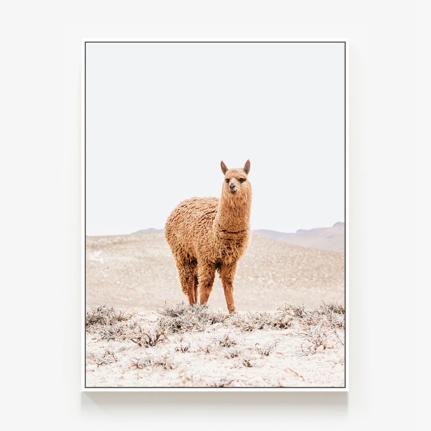 Tan Llama Canvas