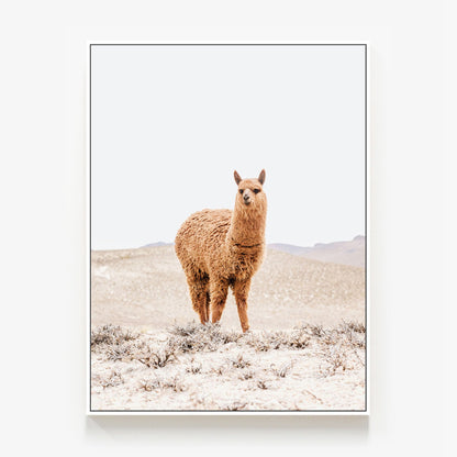Tan Llama Canvas