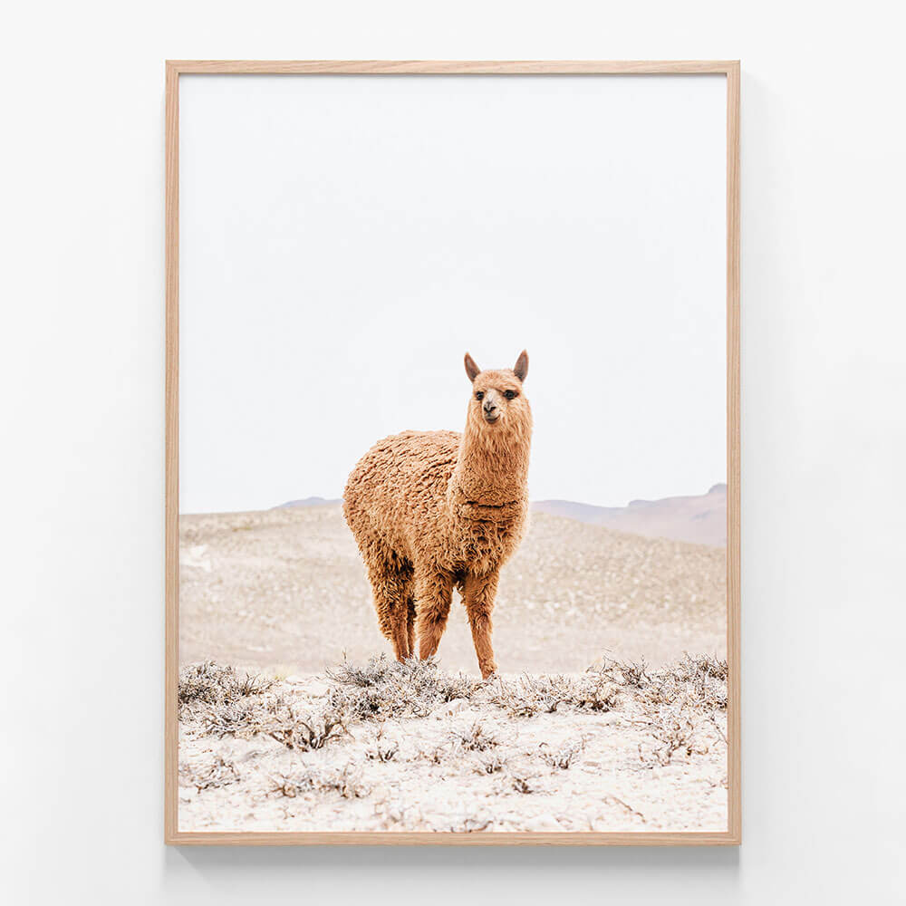 Tan Llama