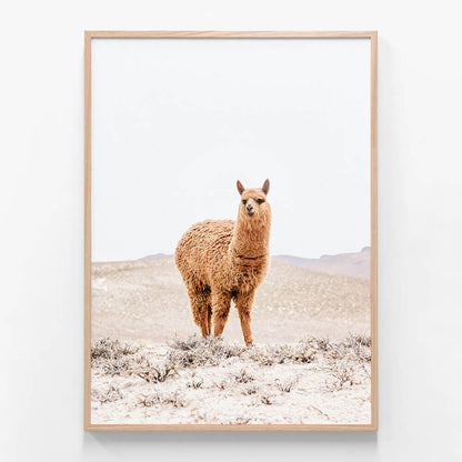 Tan Llama