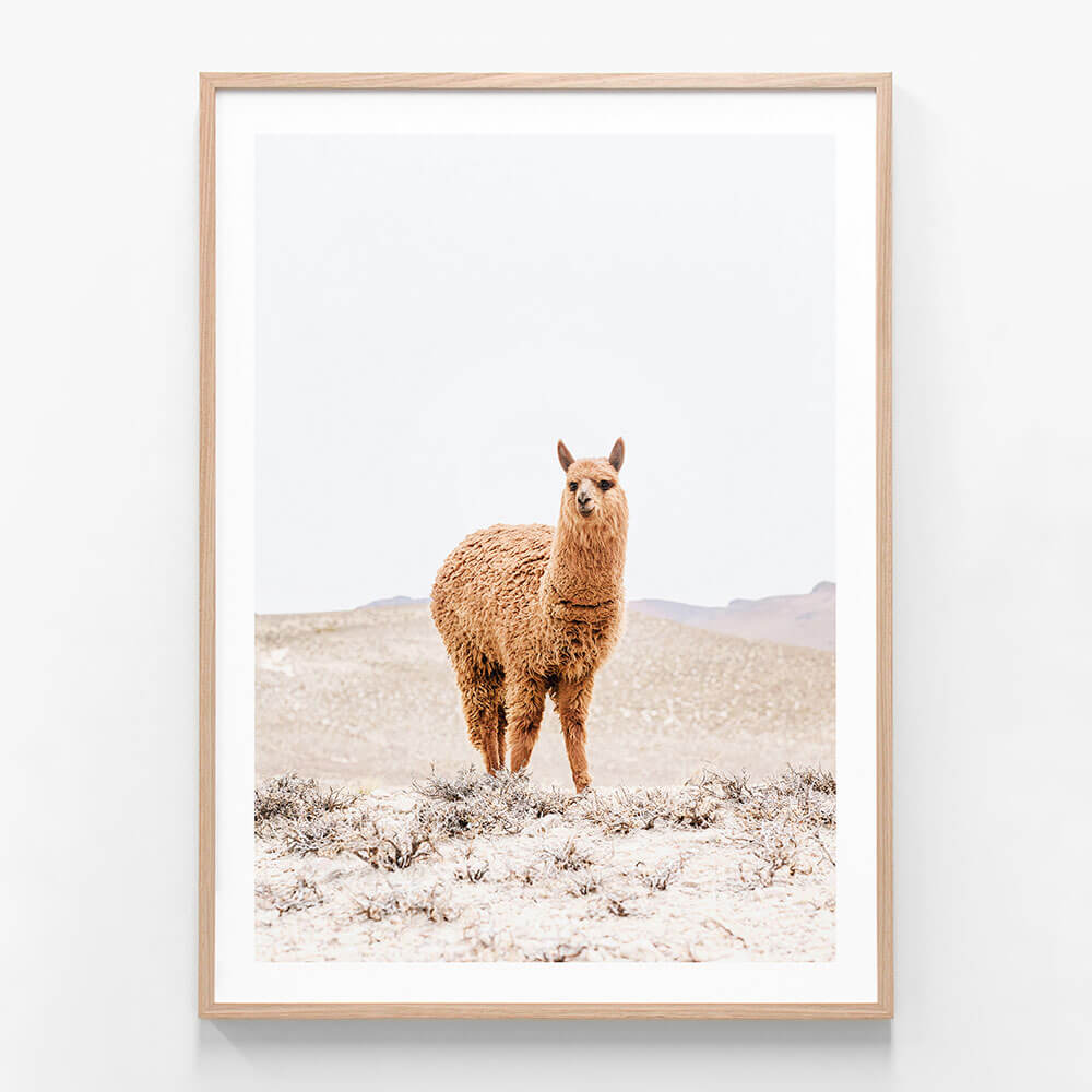 Tan Llama