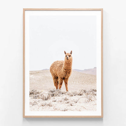 Tan Llama