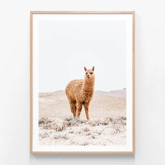 Tan Llama