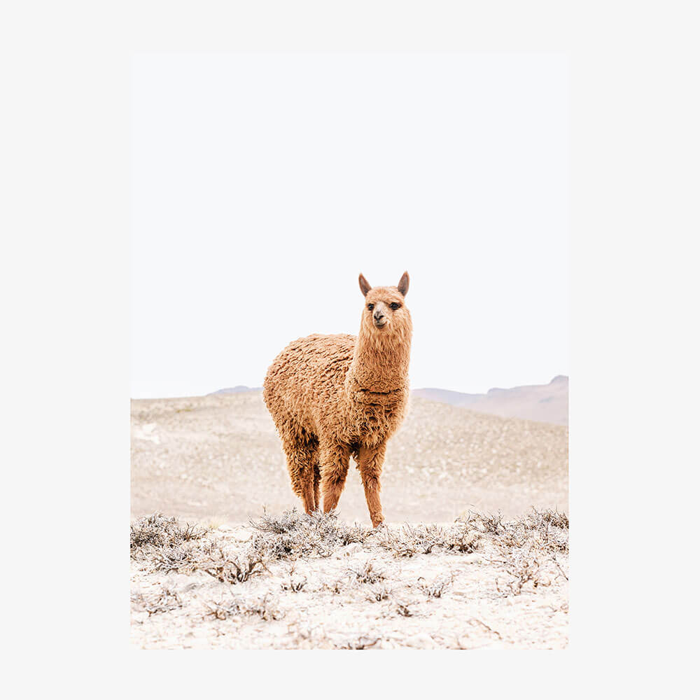 Tan Llama