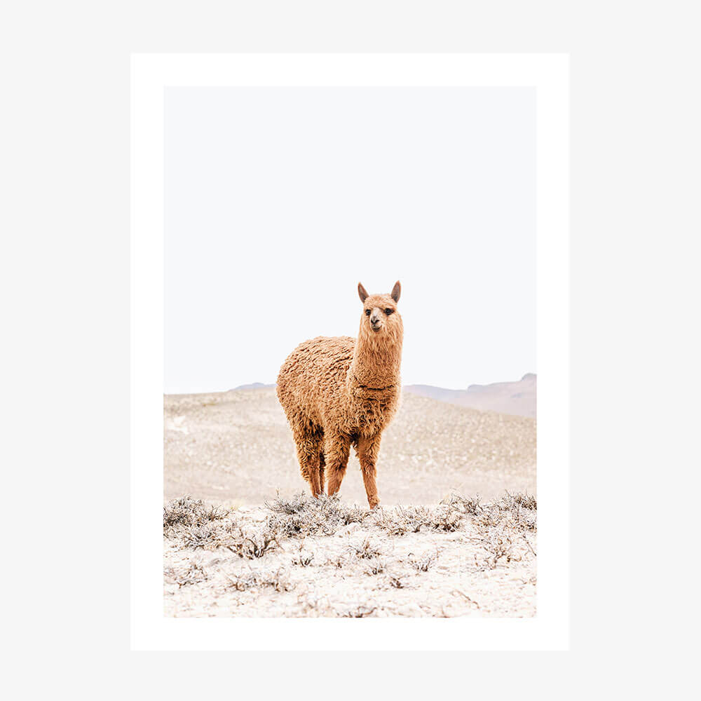 Tan Llama