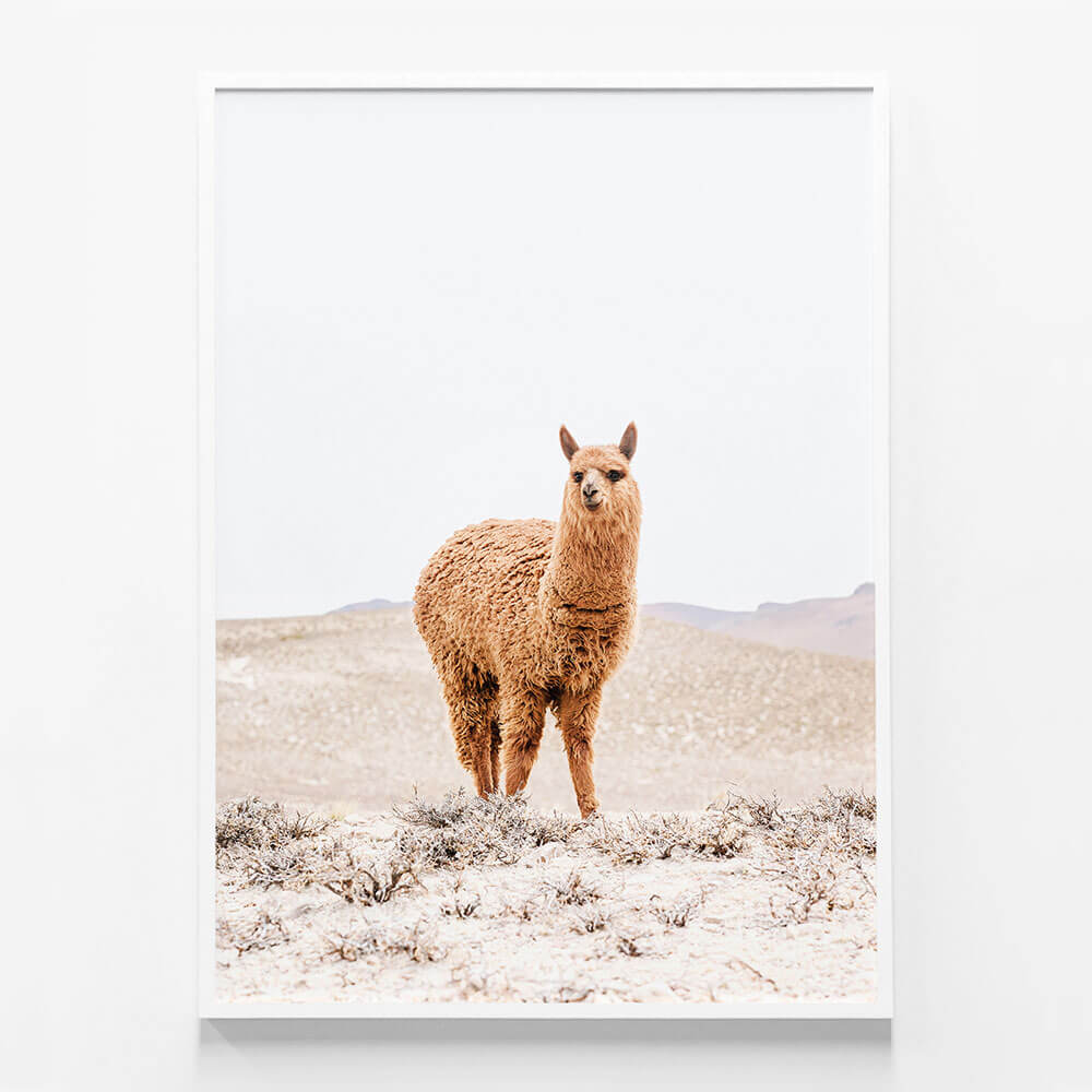 Tan Llama