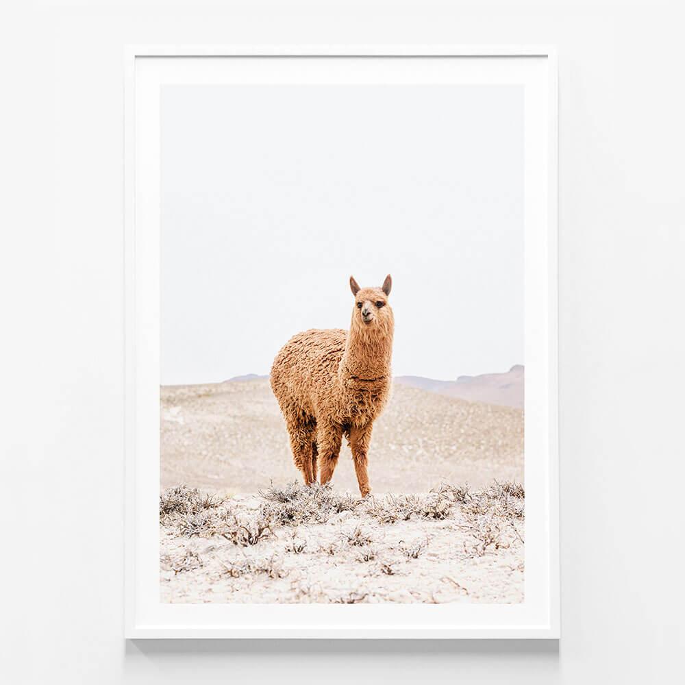 Tan Llama