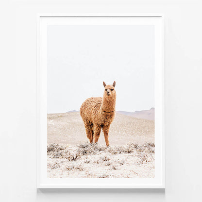 Tan Llama