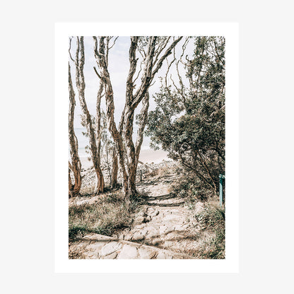 Tea Tree Bay Walk
