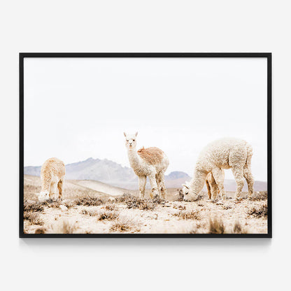 Three Llamas