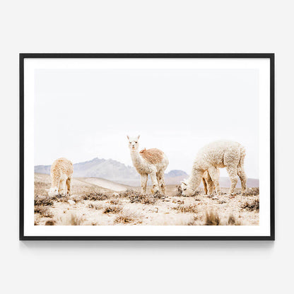 Three Llamas