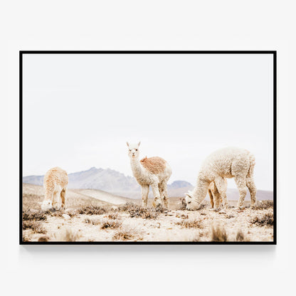 Three Llamas Canvas