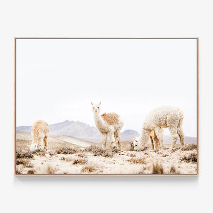 Three Llamas Canvas wall art with oak float frame