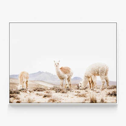 Three Llamas Canvas