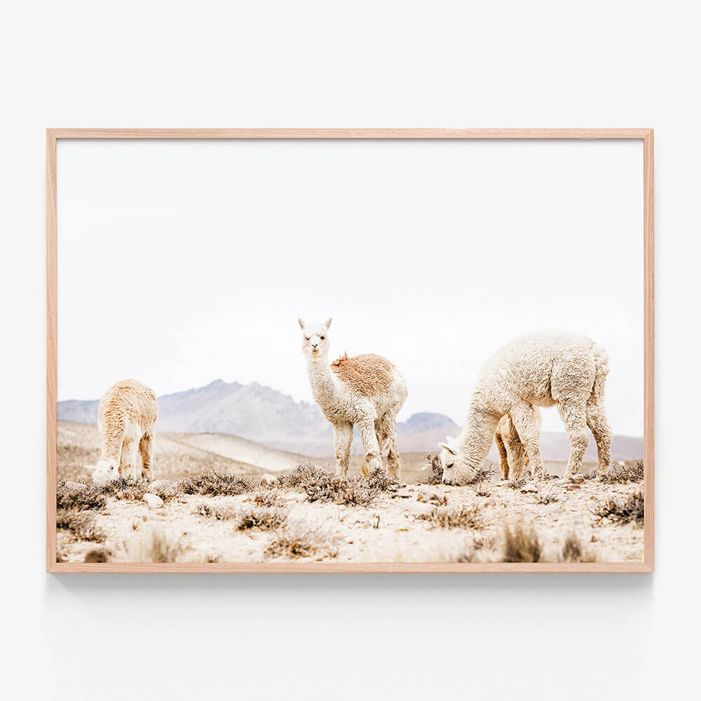 Three Llamas