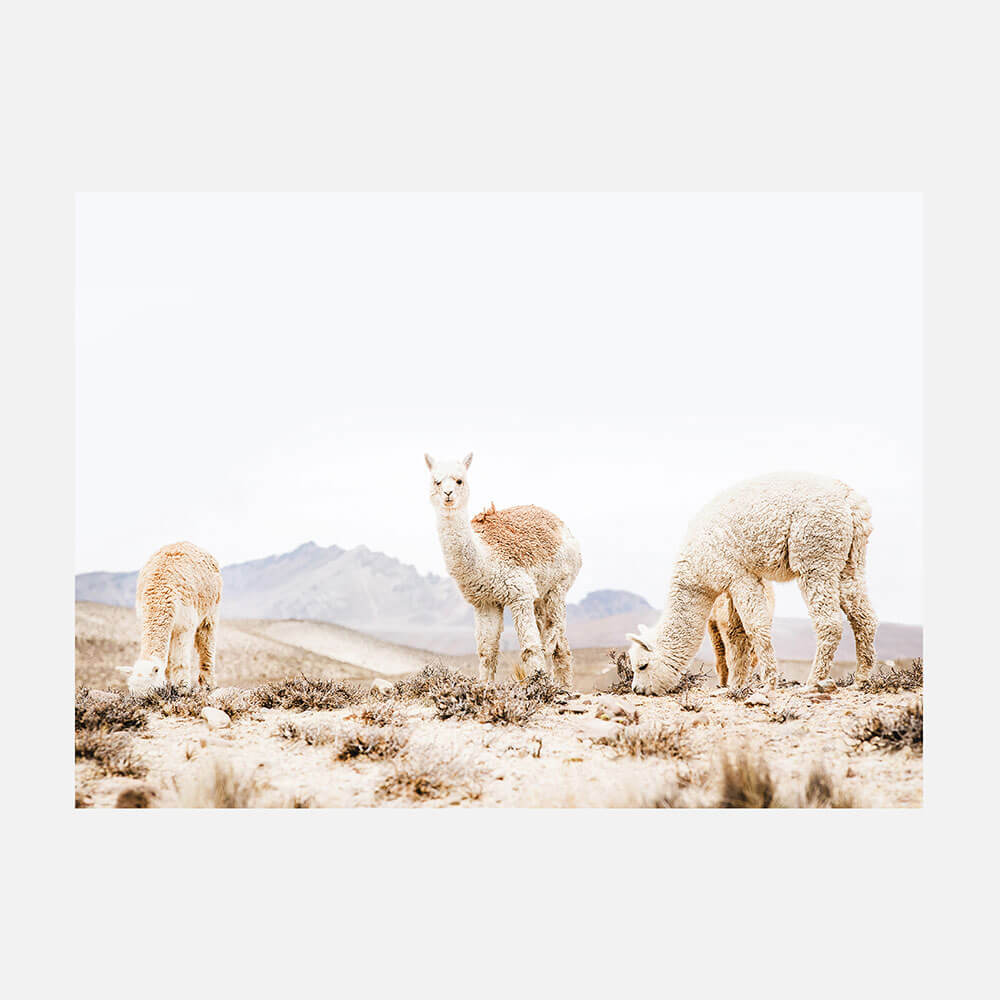 Three Llamas