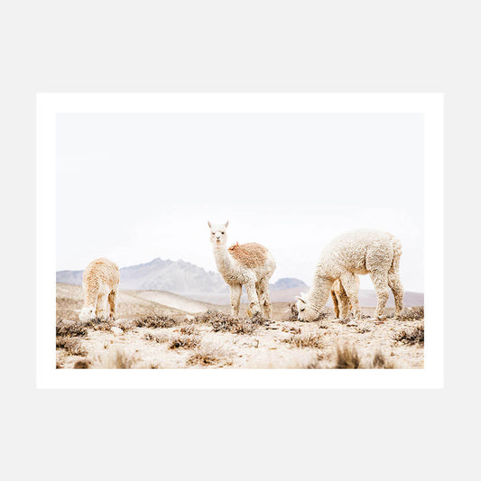 Three Llamas