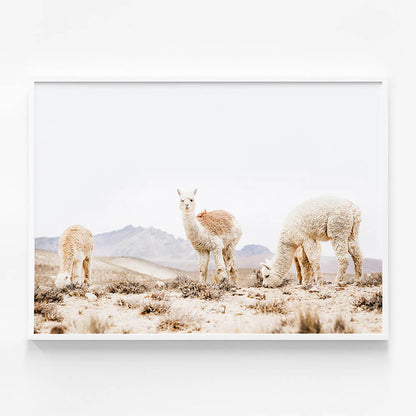 Three Llamas