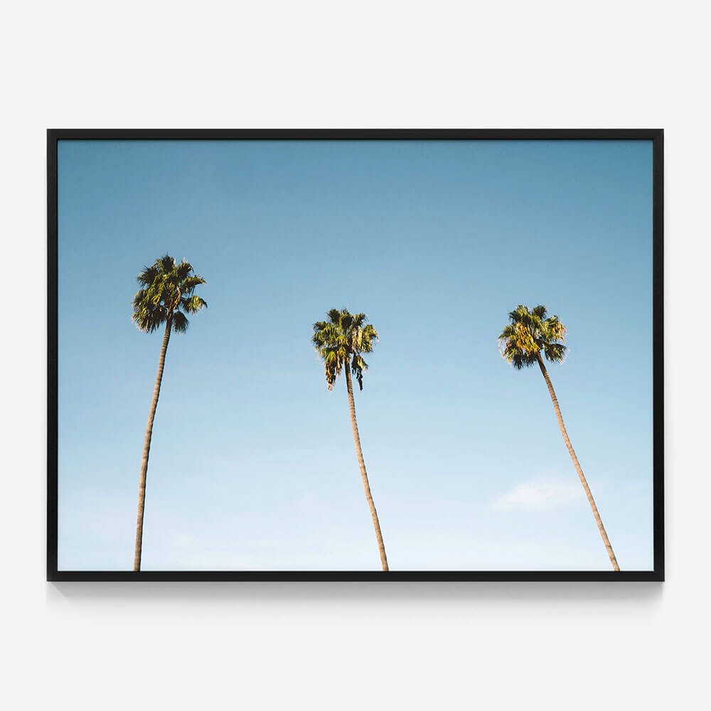 Three Palms