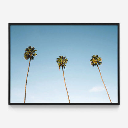 Three Palms