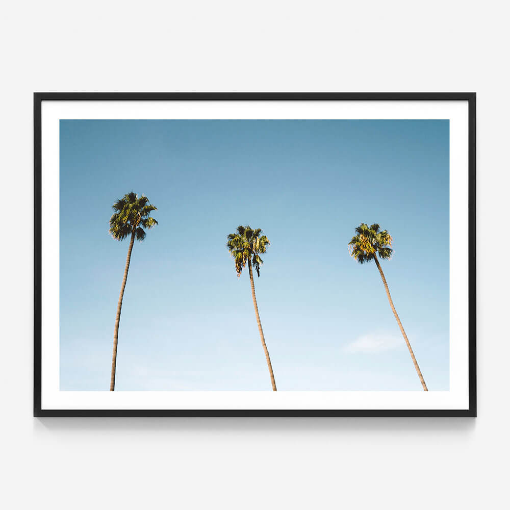 Three Palms