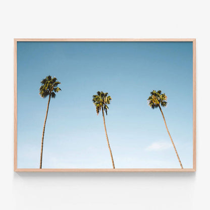Three Palms