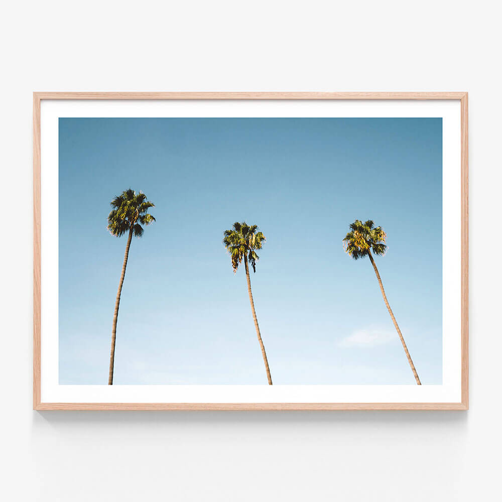 Three Palms
