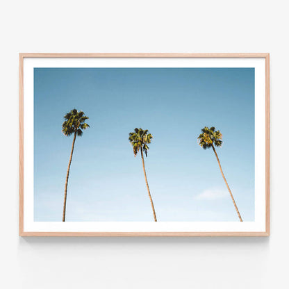 Three Palms