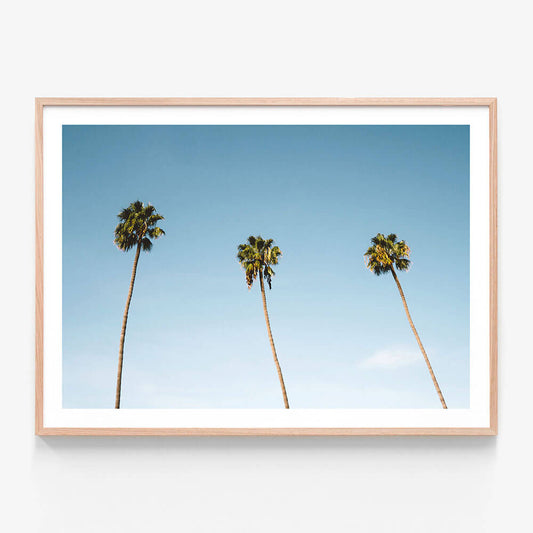 Three Palms