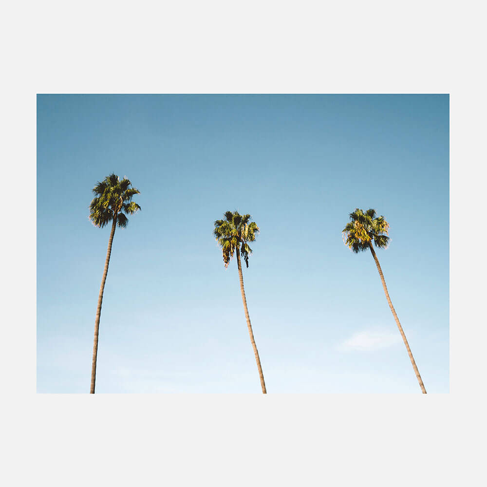 Three Palms