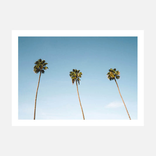 Three Palms