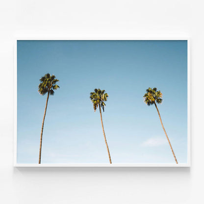 Three Palms