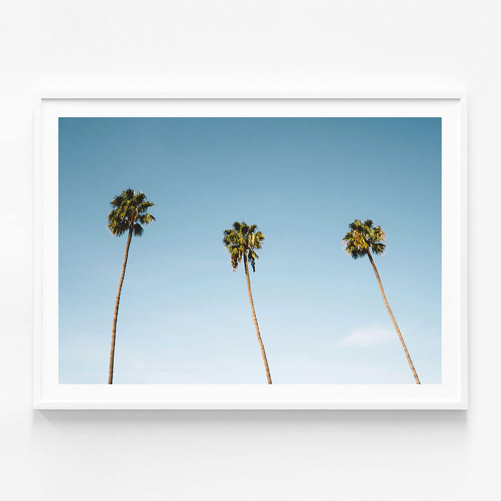 Three Palms