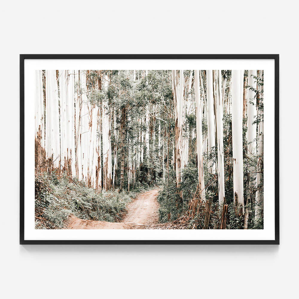 Through the Forest