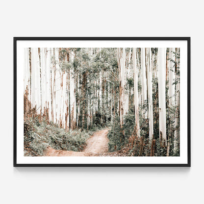 Through the Forest