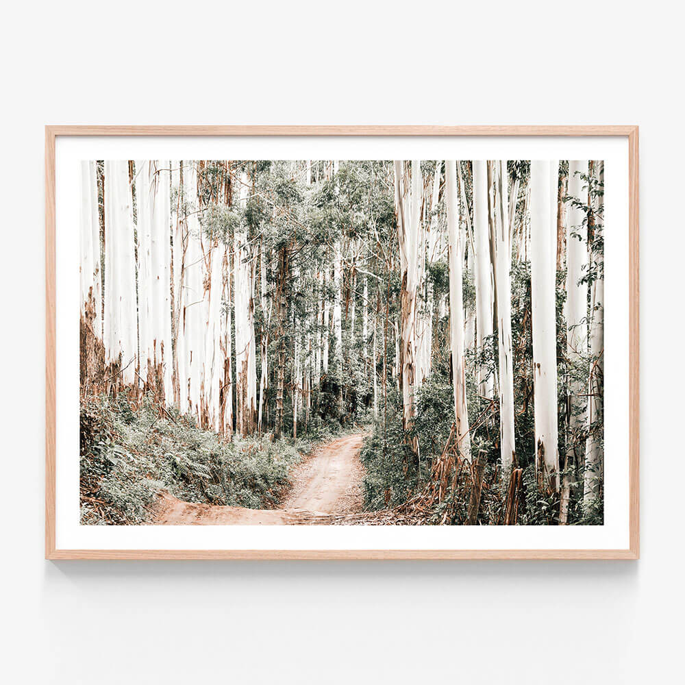 Through the Forest