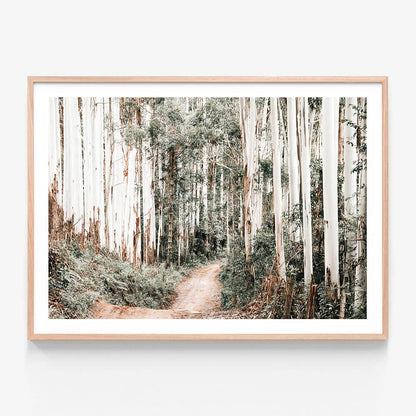 Through the Forest